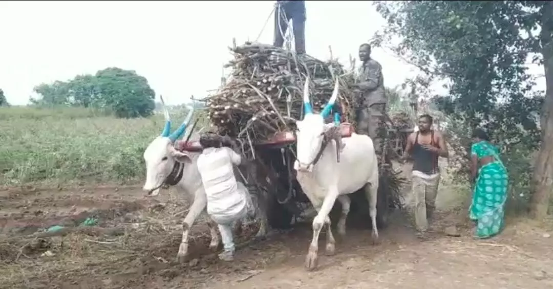 अवकाळी पावसामुळे ऊस तोड मजूरांसह जनावरांचे प्रचंड हाल