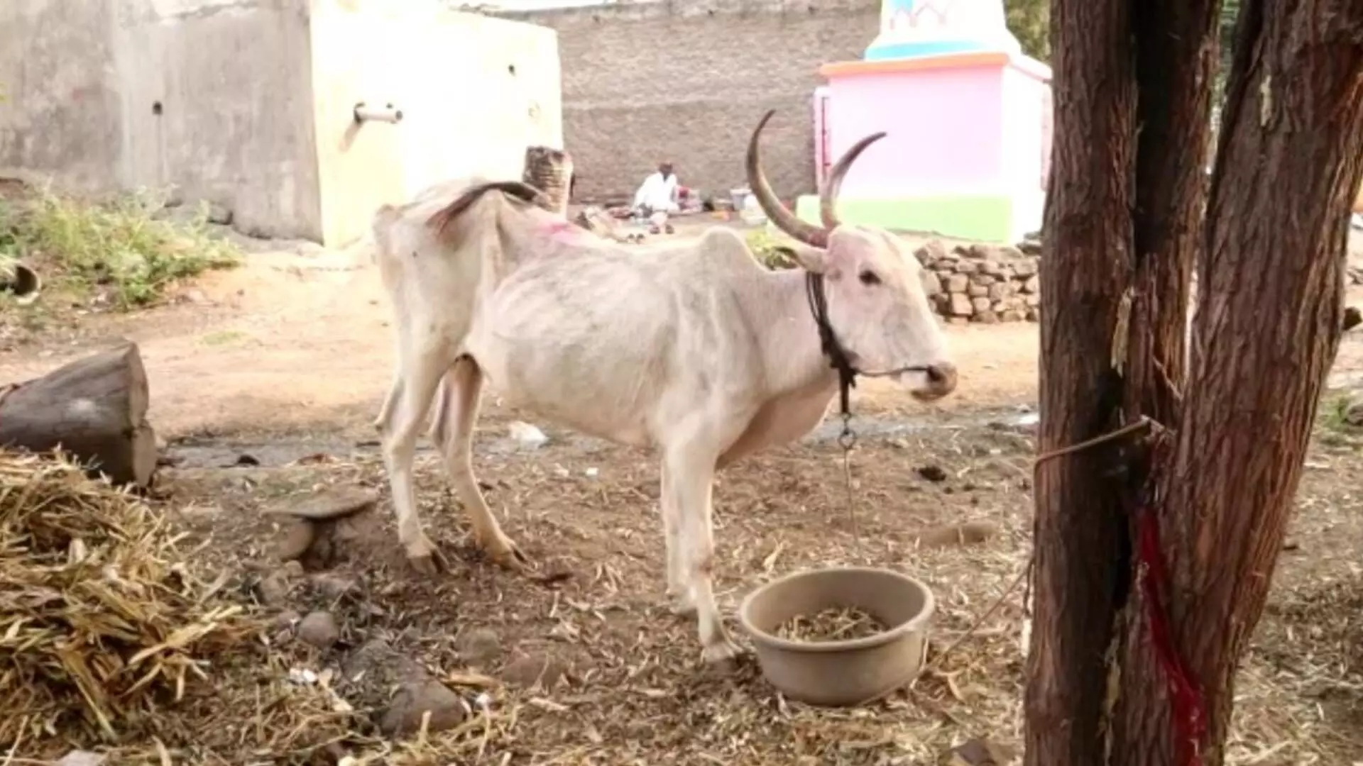 Ground Report : गायी सोडल्या देवाला, भुर्दंड मात्र गावाला !