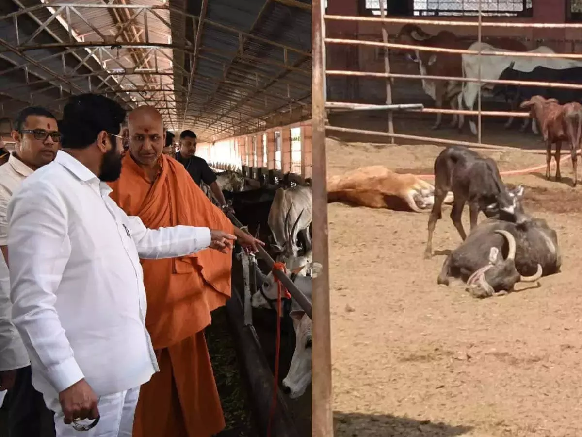 ५० गायींचा मृत्यू आणि गो रक्षकांची गुपचिळी, सुमंगलम कुणाचे..?