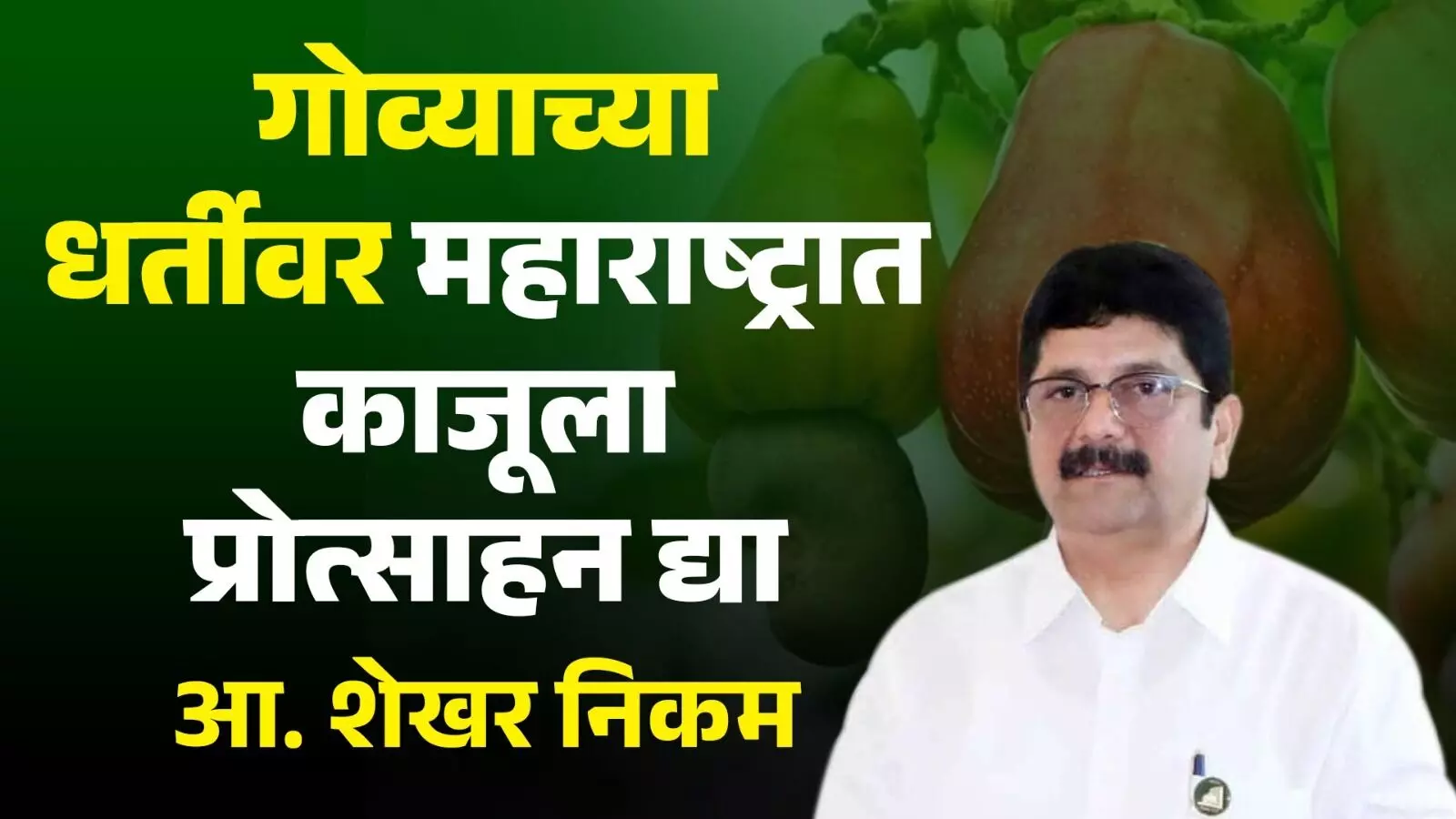 गोव्याच्या धर्तीवर महाराष्ट्रात काजूला प्रोत्साहन द्या: आ. शेखर निकम