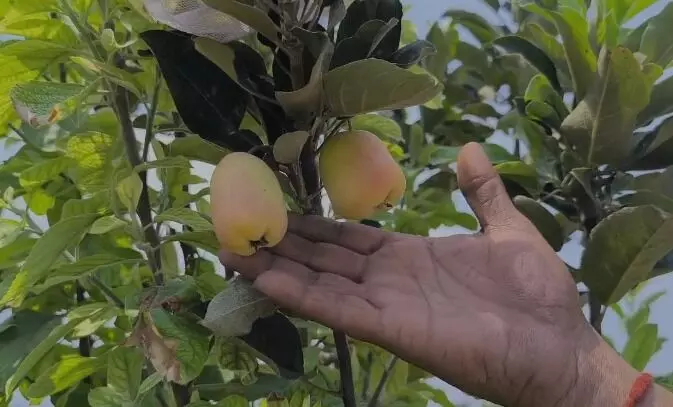 शेतकऱ्यांनं करून दाखवलं : केळी पट्ट्यात सफरचंदाची लागवड...