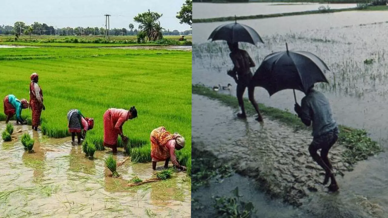 पावसाचे असमान वितरण : पेरणीसाठी शेतकरी संकटात ?