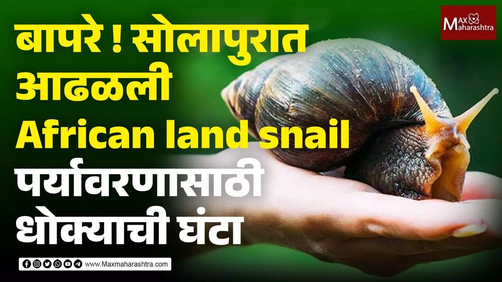 सोलापूरात आढळलेली गोगलगाय African land snail, पर्यावरणासाठी आहे धोक्याची घंटा