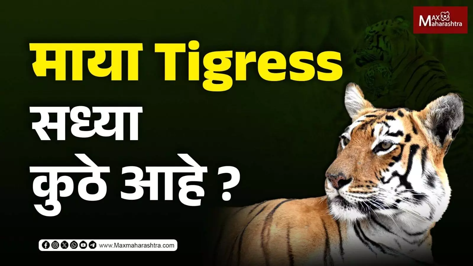 माया Tigress सध्या कुठे आहे ?