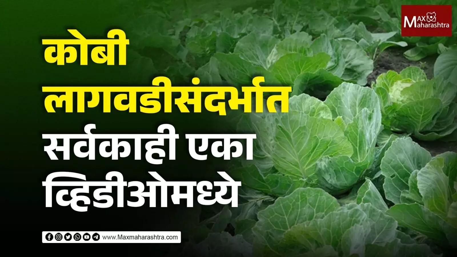 lakh, rupees ,cabbage, कोबी, Cabbage Farming, , maxmaharashtra, marathi news, news