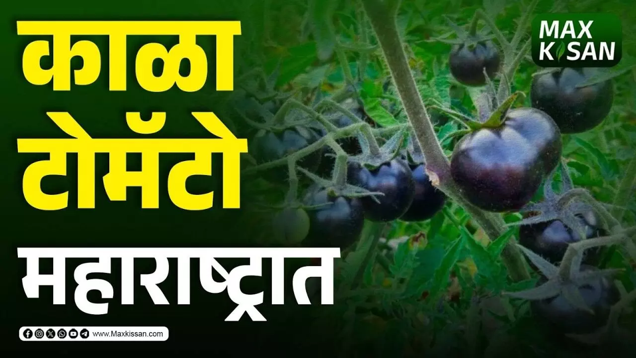 Black tomato : काळा टोमॅटो महाराष्ट्रात