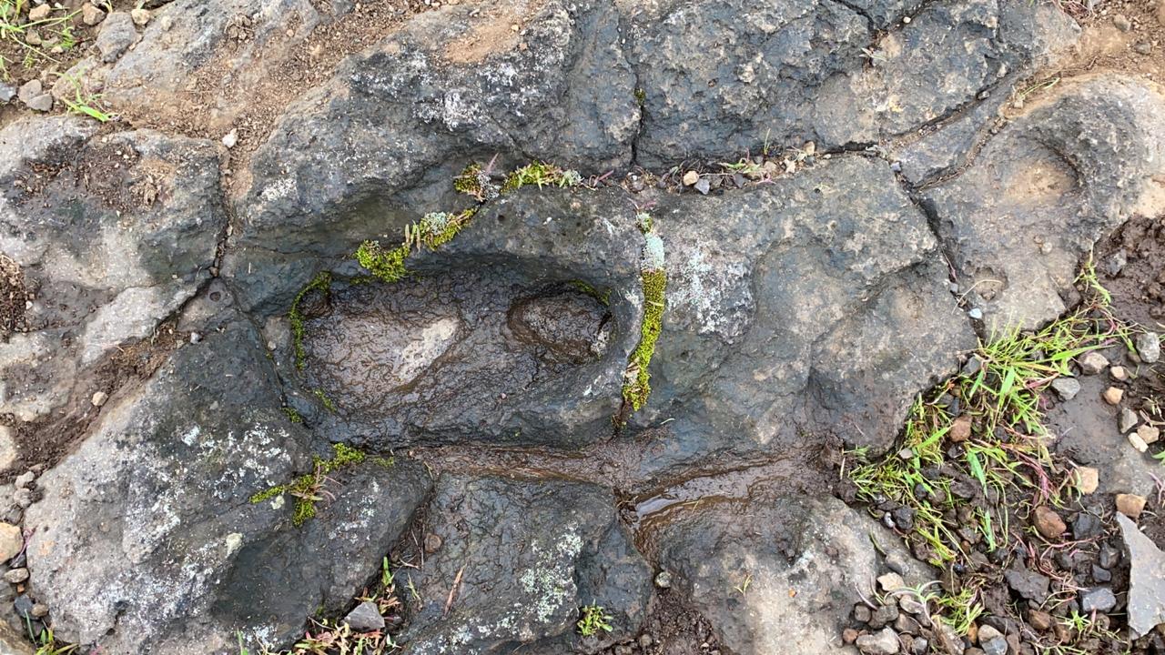 जीवाश्मच्या ‘पाऊलखूणा’ (Fossil Footprint )